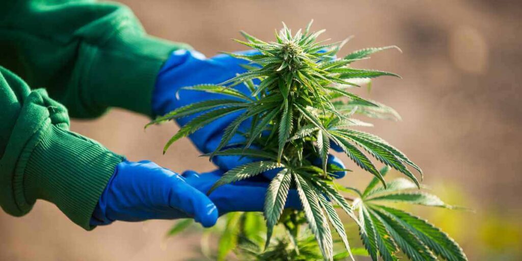 Choosing the Perfect Cannabis Seed