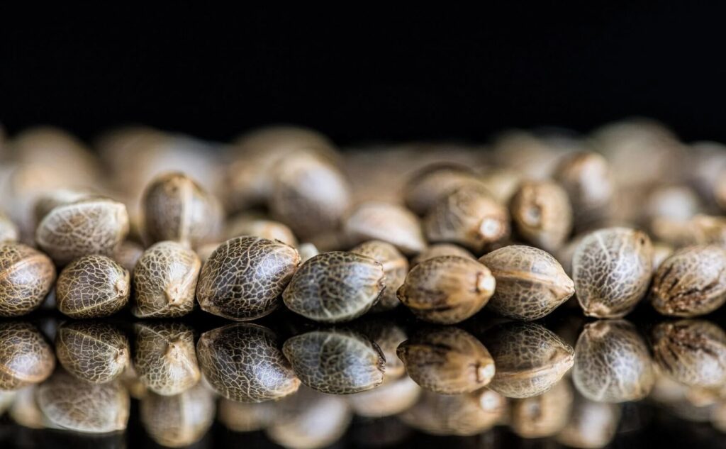 Choosing the Perfect Cannabis Seeds
