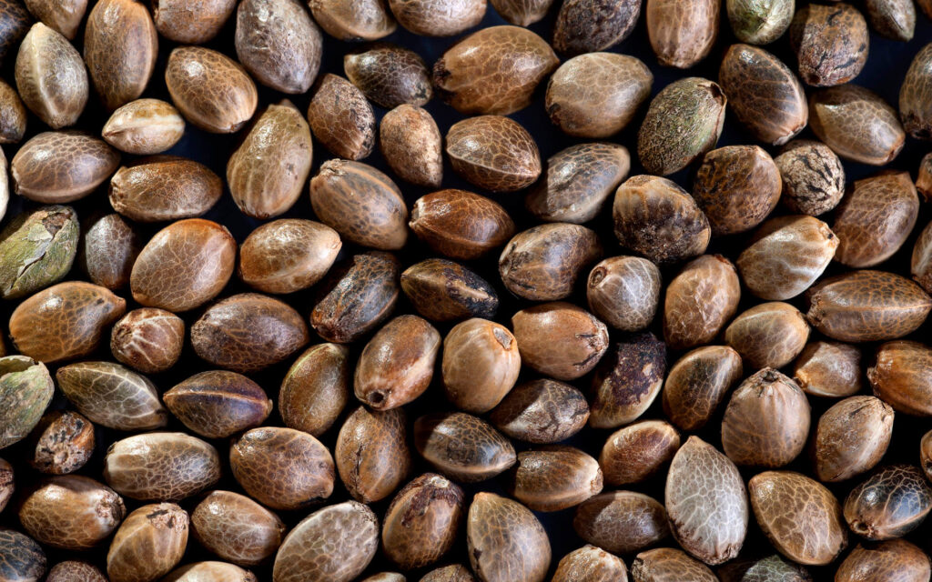 How to Choose Cannabis Seeds for Indoor Growing