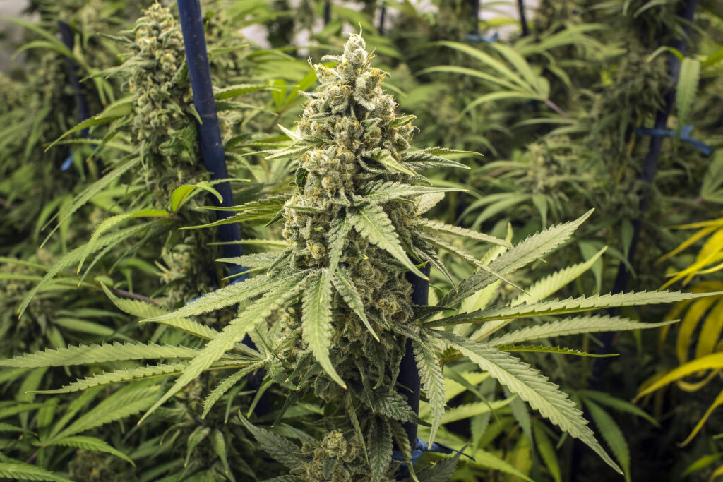 Indoor vs. Outdoor Cultivation: Pros and Cons Growers