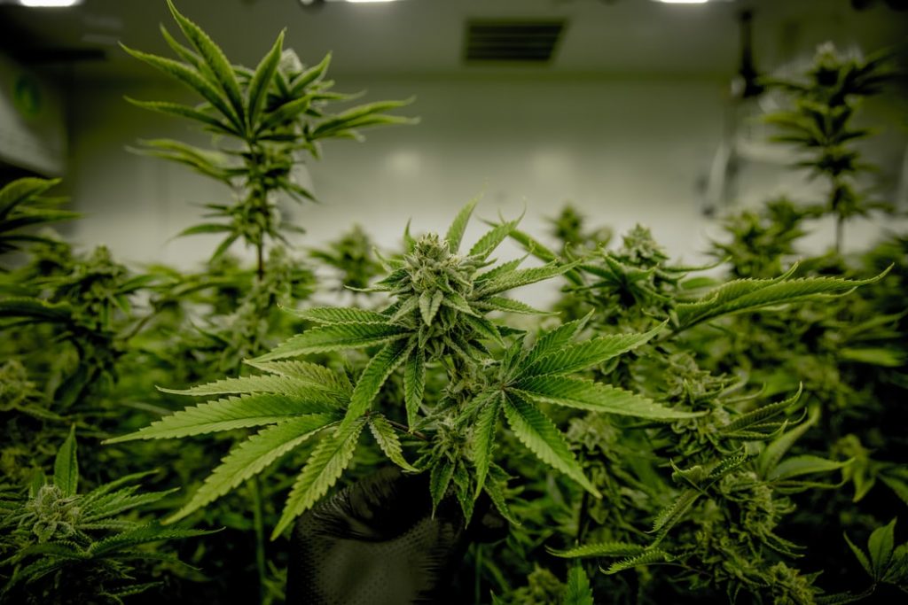 Indoor vs. Outdoor Cultivation: Pros and Cons for Canadian Growers