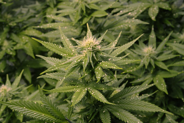 Cannabis pests