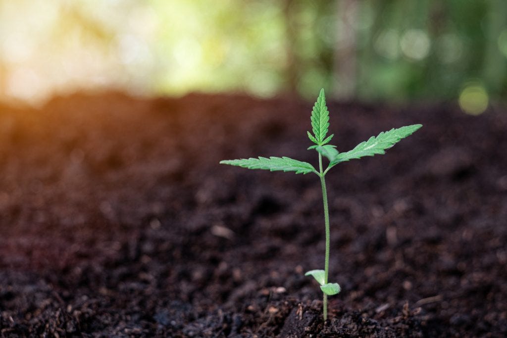 Ecological Considerations in Germination