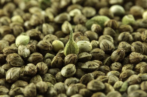 Cannabis seeds