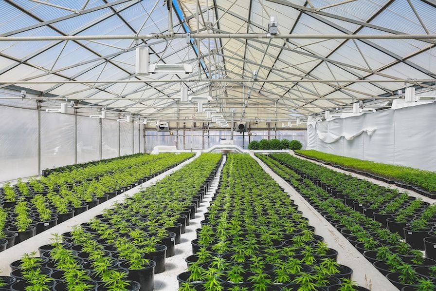 Cannabis Farming