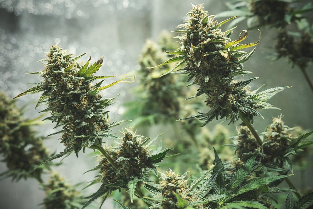 What is Cannabis