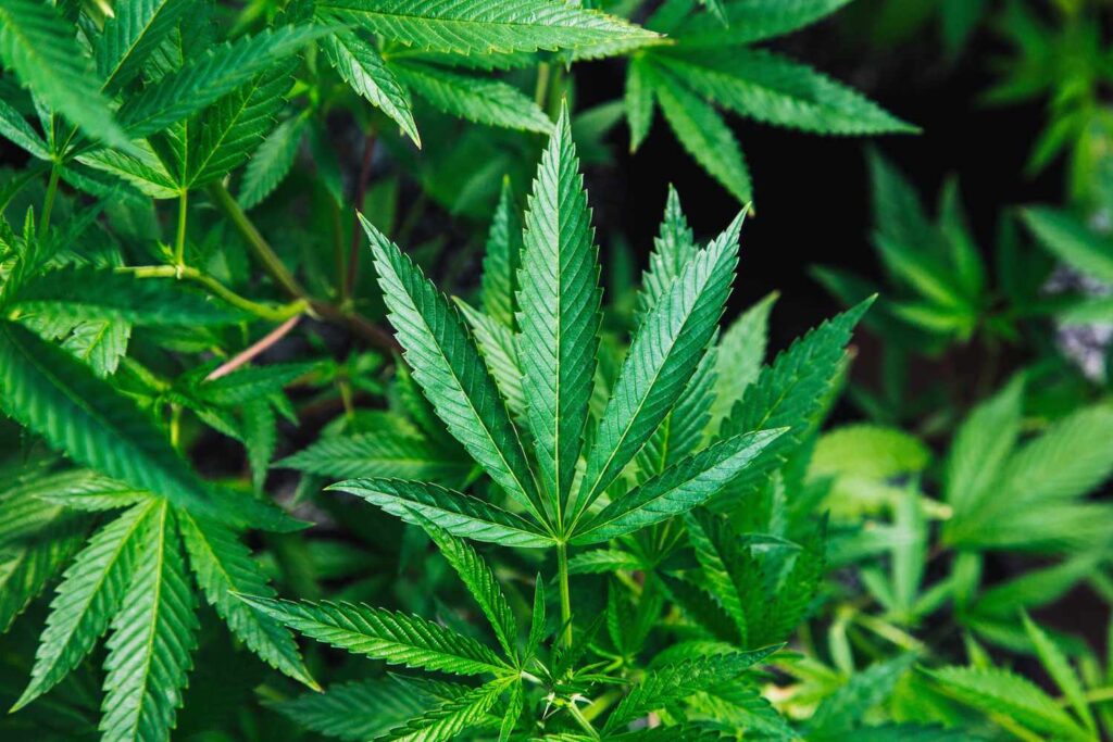 Understanding the Basics of Cannabis