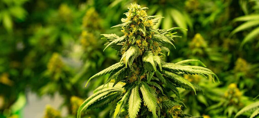 Cannabis and Neuroplasticity Can Cannabinoids Enhance Brain Health