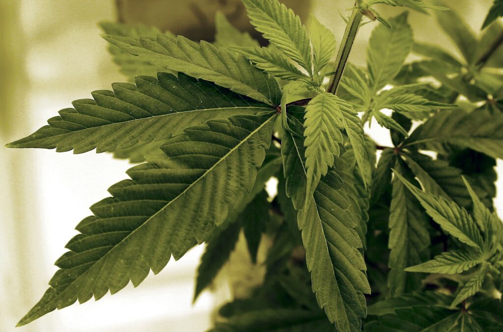 Future of Cannabis in Wellness