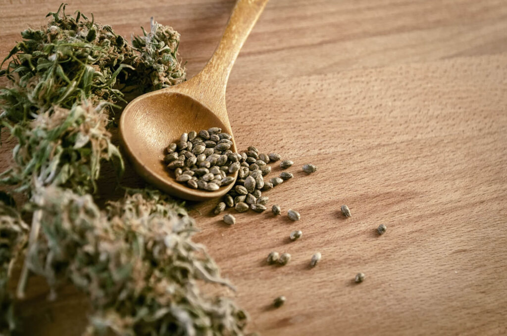 Top Mistakes Beginners Make When Growing from Cannabis Seeds