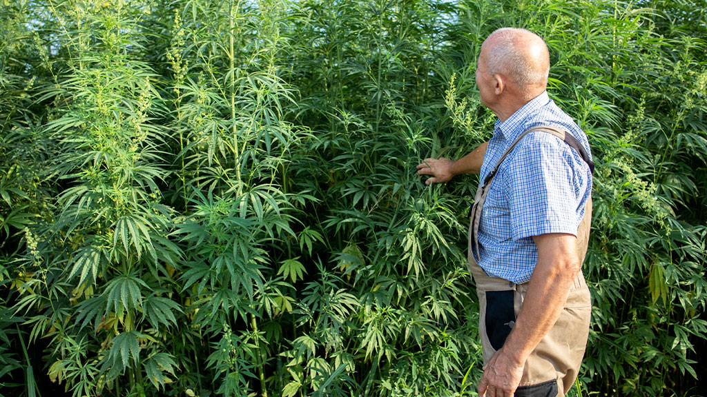How to Identify Quality Cannabis Seeds Before Planting