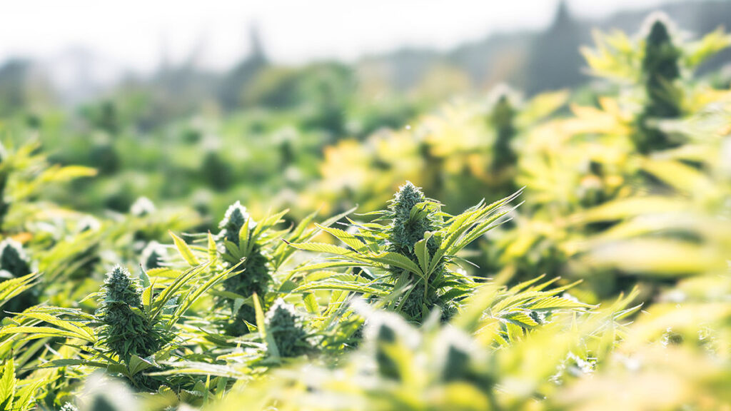 Harvest Timing in Cannabis Signs Your Plants Are Ready