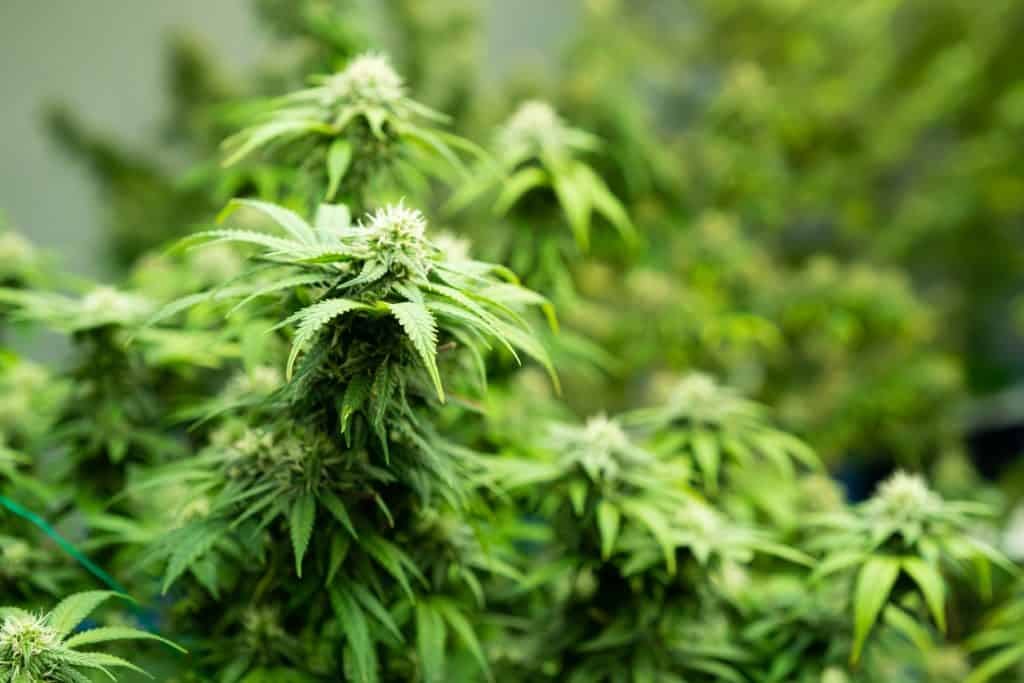 Storing Weed for Months What Actually Preserves THC & Terpenes