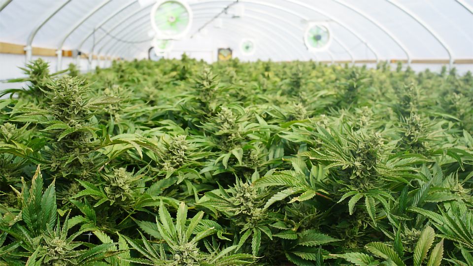 What Happens If Cannabis Seeds Are Planted Too Deep