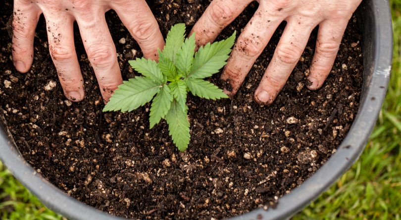 What Happens When Seeds Are Planted Too Deep