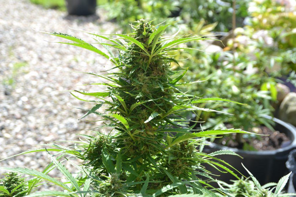 Best Soil Mix for Cannabis Seeds and Young Plants