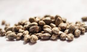 Cannabis Seed Banks