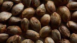 Cannabis Seed Banks