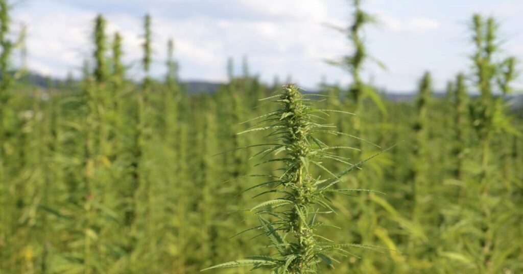 Overview of the Cannabis Growth Timeline